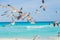 Birds on the beach. Soaring seagull over the ocean