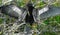 BIRDS- A Beautiful Anhinga, in Mating Mask, Drying Wings