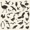 Birds big collection, stylized vector silhouettes