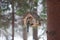Birds in the bird feeder in the winter snow forest