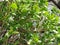 Birds on the branch, bright green leaves