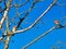 Birds on a branch: Two eastern bluebirds perched on a branch of a bare tree o