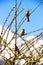 The birds on the branches of a bush on a background of blue sky and snow-capped peaks. Himalaya, Nepal
