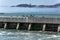 Birds on the breakwater in San Francisco Bay, California