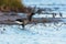 Birds - Brent Goose Branta bernicla