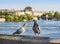 Birds on the bridge, Prague in background, Czech Republic.