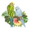 Birds Budgerigars, home pets ,gren and blue pets parakeets  on a branch bouquet with tropical flowers hibiscus, palm,philodendron