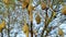 Birds are building nests, Baya Weaver. Baya weaver bird Nest made of hay ,Skylark nests on branches in the area to come naturally