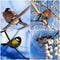 Birds- bullfinch, tit, sparrow, cedar waxwing