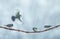 birds chickadees and sparrows sit and fly on a branch in a winter snow park