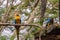 Birds Chilling in Nest