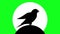 birds chirping canaries chirping animated greenscreen silhouettee