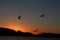 Birds circling over the water at sunset