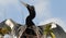 BIRDS- Close Up of an Anhinga Drying Wings During Mating Season