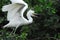BIRDS- Close Up of Cattle Egret With Beak Open and Wings Up