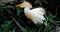 BIRDS- Close Up of a Cattle Egret in Mating Plumage