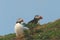 BIRDS- Close Up of a Colorful Pair of Puffins in Wales