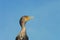 BIRDS- Close Up Portrait of a Wild Cormorant in Florida