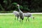 BIRDS- Close Up of Three Beautiful Sandhill Cranes