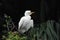 BIRDS- Close Up of a Young Cattle Egret Against Dark Background