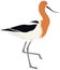 Birds collection American avocet Vector illustration Isolated object