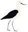Birds collection Andean avocet Vector illustration Isolated object