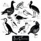 Birds collection Black Stork Goldfinch Laughing Gull Quail Hoopoe