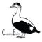 Birds collection Common Eider Black and white vector