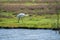 Birds collection, common spoonbill walking on nature reserve lagoon in Zeeland, Netherlands