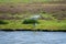 Birds collection, common spoonbill walking on nature reserve lagoon in Zeeland, Netherlands