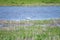 Birds collection, common spoonbill walking on nature reserve lagoon in Zeeland, Netherlands