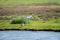 Birds collection, common spoonbill walking on nature reserve lagoon in Zeeland, Netherlands