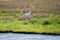 Birds collection, common spoonbill walking on nature reserve lagoon in Zeeland, Netherlands