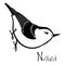 Birds collection Nuthatch Black and white vector