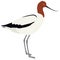 Birds collection Red-necked avocet Vector illustration Isolated object