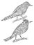 Birds coloring pages. Flying wild canary with linear floral pattern on their body vector cartoon illustrations