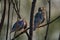 Birds - Common Starlings  Sturnus vulgaris  sitting on a branch of a bush