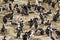 Birds - Cormorants On Rocks