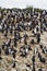 Birds - Cormorants On Rocks