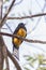 Birds of Costa Rica, Black headed trogon Trogon melanocephalus Guanacaste, Costa Rica