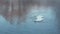 Birds couple. White swans swimming on river. Mist on winter cold river
