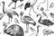 Birds cranes, cassowary, flamingo, swan, hoopoe, kiwi. Seamless