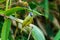 Birds,Crested Finchbill, Birds of ThailandDoi Sun Juh Chiang Mai.