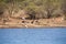 Birds and crocodiles on the bank of dam with impala approaching