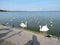 Birds on Curonian Lagoon shore