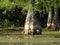 birds and cypress trees