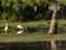 birds and cypress trees