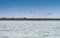 Birds of Danube Delta in Romania. A flock of a lot of pelicans flying over the waters