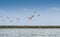 Birds of Danube Delta in Romania. A flock of a lot of pelicans flying over the waters