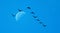 Birds in the dark blue moonlit sky